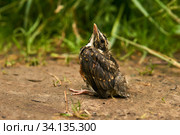 Fledgling robin sitting on a path. Стоковое фото, фотограф Евгений Харитонов / Фотобанк Лори