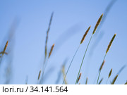 Timothy grass growing on a field under blue sky. Стоковое фото, фотограф EugeneSergeev / Фотобанк Лори