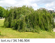 Береза плакучая Юнга (Betula pendula 'Youngii'). Общий вид дерева. Стоковое фото, фотограф Ирина Борсученко / Фотобанк Лори