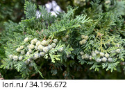Незрелые шишкоягоды  можжевельника казацкого (Juniperus sabina  L.) Стоковое фото, фотограф Ирина Борсученко / Фотобанк Лори