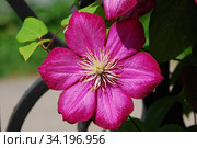 Декоративное растение Клематис (ломонос) Виль де Леон (лат. Clematis Ville de Lyone) Стоковое фото, фотограф lana1501 / Фотобанк Лори