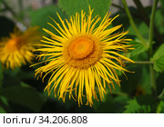 Девясил высокий (лат. Inula helenium) Стоковое фото, фотограф lana1501 / Фотобанк Лори