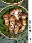 Domestic matsutake mushrooms served for sale at the Kyoto market. Kyoto. Japan. Стоковое фото, фотограф Сергей Пристяжнюк (Serg Zastavkin) / Фотобанк Лори