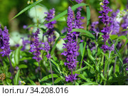 Шалфей лекарственный Salvia officinalis. Стоковое фото, фотограф Татьяна Белова / Фотобанк Лори