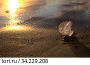 Blue bubble of flotation sail of Portuguese man of war dangerous jellyfish on Las Canteras, afternoon light. Стоковое фото, фотограф Tamara Kulikova / Фотобанк Лори