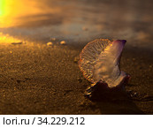 Blue bubble of flotation sail of Portuguese man of war dangerous jellyfish on Las Canteras, afternoon light. Стоковое фото, фотограф Tamara Kulikova / Фотобанк Лори