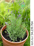 Лаванда узколистная (Lavandula angustifolia Mill.) растет в цветочном горшке. Дачный участок. Стоковое фото, фотограф Ирина Борсученко / Фотобанк Лори