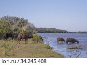 Water buffalo (Bubalis murrensis) at a watering hole. Стоковое фото, фотограф Некрасов Андрей / Фотобанк Лори