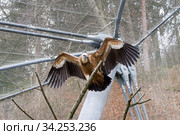 Белоголовый сип (лат. Gyps fulvus) расправил крылья, сидя на ветке дерева. Alpenzoo (Альпийский зоопарк). Инсбрук, Австрия. Стоковое фото, фотограф Сергей Рыбин / Фотобанк Лори
