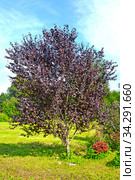 Слива краснонолистная, сорт Писсарди (Prunus cerasifera var. pissardii). Общий вид дерева. Стоковое фото, фотограф Ирина Борсученко / Фотобанк Лори