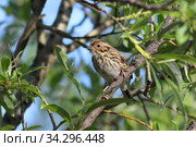 Ocyris pusillus. Овсянка-крошка летом среди ветвей ивы. Стоковое фото, фотограф Григорий Писоцкий / Фотобанк Лори