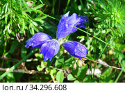 Dracocephalum charkeviczii Prob. (семейство Lamiaceae). Змееголовник Харкевича в бухте Ахлестышева на острове Русски летним днем. Россия, Владивосток (2020 год). Стоковое фото, фотограф Овчинникова Ирина / Фотобанк Лори