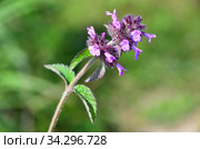 Clinopodium chinense (Benth.) Kuntze (семейство Lamiaceae)Пахучка китайская в бухте Ахлестышева на острове Русский летом. Россия, Владивосток (2020 год). Стоковое фото, фотограф Овчинникова Ирина / Фотобанк Лори
