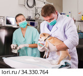 Dog undergoing surgery at vets. Стоковое фото, фотограф Яков Филимонов / Фотобанк Лори