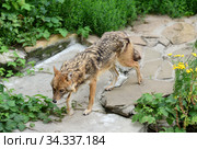 Golden jackal (Canis aureus) runs in summer. Стоковое фото, фотограф Валерия Попова / Фотобанк Лори