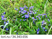 Dracocephalum charkeviczii Prob. (семейство Lamiaceae). Змееголовник Харкевича в бухте Ахлестышева на острове Русский. Россия, Владивосток (2020 год). Стоковое фото, фотограф Овчинникова Ирина / Фотобанк Лори