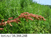Rumex crispus L. (семейство Polygonaceae). Щавель курчавый в бухте Ахлестышева на острове Русский. Россия, Владивосток, Приморский край (2020 год). Стоковое фото, фотограф Овчинникова Ирина / Фотобанк Лори
