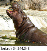 Pygmy hippopotamus (Choeropsis liberiensis) showing its teeth. Стоковое фото, фотограф Валерия Попова / Фотобанк Лори