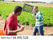Farm workers with knifes fighting on field. Стоковое фото, фотограф Яков Филимонов / Фотобанк Лори