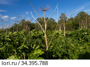 Листья и сухие цветоносы борщевика Сосновского (Heracleum sosnowskyi), растущего возле леса (2019 год). Стоковое фото, фотограф Ольга Шуклина / Фотобанк Лори