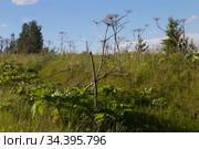 Листья и сухие цветоносы борщевика Сосновского (Heracleum sosnowskyi) (2019 год). Стоковое фото, фотограф Ольга Шуклина / Фотобанк Лори