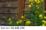 Цветущая лечебная трава зверобой (Hypericum perforatum) и опыляющий ее шмель на фоне деревянного строения. Стоковое видео, видеограф Владимир Литвинов / Фотобанк Лори