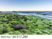 Algae and stones on the shores of the Baltic Sea. Стоковое фото, фотограф Дмитрий Тищенко / Фотобанк Лори