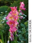 Gladiolus corrugated red. Стоковое фото, фотограф Марина Володько / Фотобанк Лори