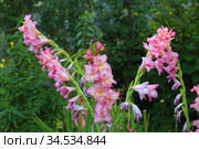 Gladiolus corrugated red. Стоковое фото, фотограф Марина Володько / Фотобанк Лори