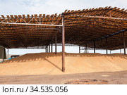 Flat-type two spans grain storage full of wheed seeds, roofed build for rain protect, agricultural cereal harvesting season. Стоковое фото, фотограф Кекяляйнен Андрей / Фотобанк Лори