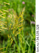 Bromus inermis is a species of the true grass family (Poaceae) Стоковое фото, фотограф Григорий Стоякин / Фотобанк Лори