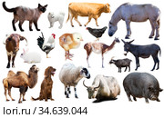 domestic animals collection. Стоковое фото, фотограф Яков Филимонов / Фотобанк Лори