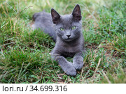 Russian blue cat. A small gray green-eyed pedigree kitten. Стоковое фото, фотограф Nataliia Zhekova / Фотобанк Лори