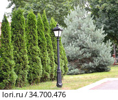 Посадка туи западной и сосна обыкновенная сорта Ватерери (Pinus sylvestris Watereri). Ландшафтная композиция. Стоковое фото, фотограф Ирина Борсученко / Фотобанк Лори