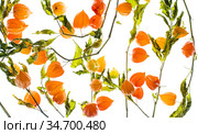 Physalis alkekengi plant Isolated on white background. Стоковое фото, фотограф Александр Иванов / Фотобанк Лори