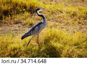 Wild Great Blue Heron or Ardea Herodias in Kenya. Стоковое фото, фотограф Сергей Новиков / Фотобанк Лори
