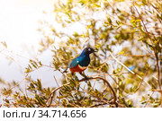 swallow Superb starling bird on branch in Kenya. Стоковое фото, фотограф Сергей Новиков / Фотобанк Лори