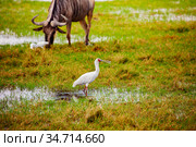 Yellow-billed stork Ibis and wild beast animal. Стоковое фото, фотограф Сергей Новиков / Фотобанк Лори