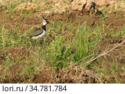 Чибис в поле, весна, май (Vanellus vanellus) Стоковое фото, фотограф Щеголева Ольга / Фотобанк Лори