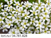 Chickweed blooms macro in the garden outdoors (Cerastium uralense) Стоковое фото, фотограф Евгений Ткачёв / Фотобанк Лори