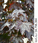 Белый налет на листьях клена (явора) пурпурнолистного (Acer pseudoplatanus L.) Стоковое фото, фотограф Ирина Борсученко / Фотобанк Лори