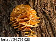 Гриб трутовик серно-желтый (Laetiporus sulphureus) Стоковое фото, фотограф Александр Щепин / Фотобанк Лори