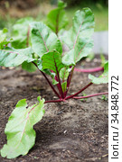 Young green beetroot plants. Beetroot growing. Organic beet roots growing. Стоковое фото, фотограф Nataliia Zhekova / Фотобанк Лори