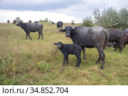 Young calf with mother - Water buffalo . Orlovka village, Reni raion, Odessa oblast, Ukraine, Eastern Europe (2020 год). Стоковое фото, фотограф Некрасов Андрей / Фотобанк Лори