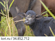 Young calf with mother - Water buffalo . Orlovka village, Reni raion, Odessa oblast, Ukraine, Eastern Europe (2020 год). Стоковое фото, фотограф Некрасов Андрей / Фотобанк Лори