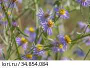 Flowering Sea Aster or Seashore Aster (Aster tripolium or Aster pannonicus,) in Kartal Eco Park. Orlovka village, Reni raion, Odessa oblast. Ukraine, Eastern Europe. Стоковое фото, фотограф Некрасов Андрей / Фотобанк Лори