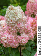 Гортензия метельчатая Ваниль Фрэз / Рени. Hydrangea paniculata Vanille Fraise / Rehny. Штамб. Стоковое фото, фотограф Ольга Сейфутдинова / Фотобанк Лори