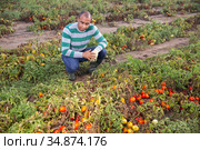 Male farmer regrets lost tomato crop after disaster. Стоковое фото, фотограф Яков Филимонов / Фотобанк Лори