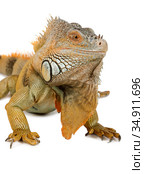 Green Iguana portrait. Стоковое фото, фотограф Алексей Кузнецов / Фотобанк Лори