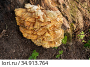 Гриб трутовик серно-желтый (Laetiporus sulphureus) Стоковое фото, фотограф Александр Щепин / Фотобанк Лори